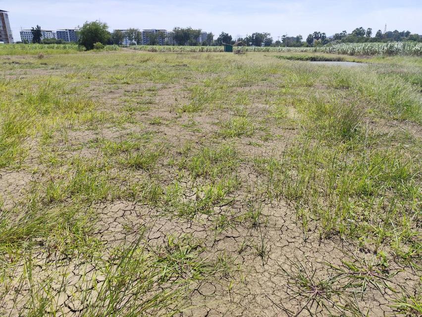 ขายที่ดินเปล่า มีแหล่งน้ำใสสองบ่อ เนื้อที่แบ่งขายได้  แบ่งได้ 200 ตรวขึ้นไป Sale land Nakhon Pathom nice view