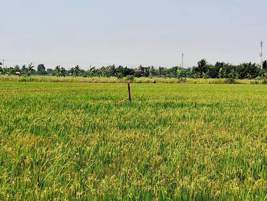 ขายถูกที่ดิน 593 ตรว ติดถนนสาธารณะ คลอง8 หนองเสือ ปทุมธานี 10
