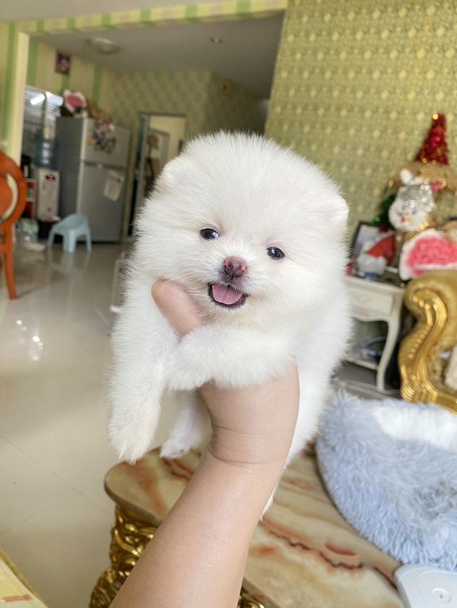 ลูกปอมแท้ น่ารัก แข็วเเรง สุขภาพดี มาดูตัวจริงได้นะคะ รูปที่ 7