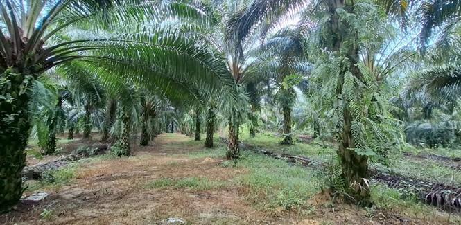 ที่ดินพร้อมต้นปาล์ม 14 ไร่ ติดลำธาร 2