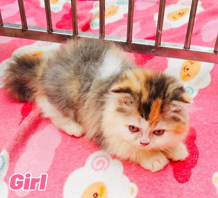 เเมวเปอร์เซีย พร้อมย้าย  กรุณาโทรสอบถามเท่านี้น 5