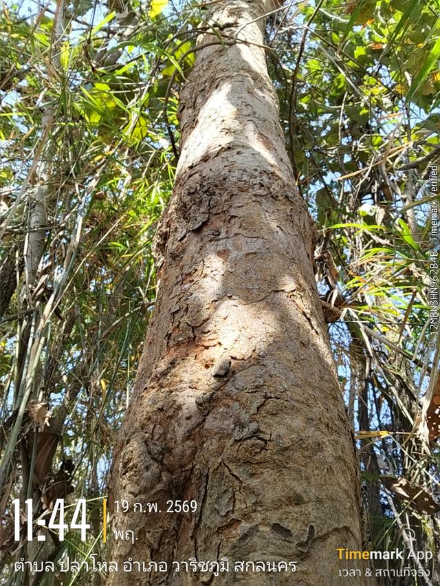 ด่วนขายที่ดิน13ไร่เศษฉโนดครุฑแดงโอนฟนีไม่มีค่าใช้จ่ายต่อรองราคาได้เจ้าของขายเอง 4