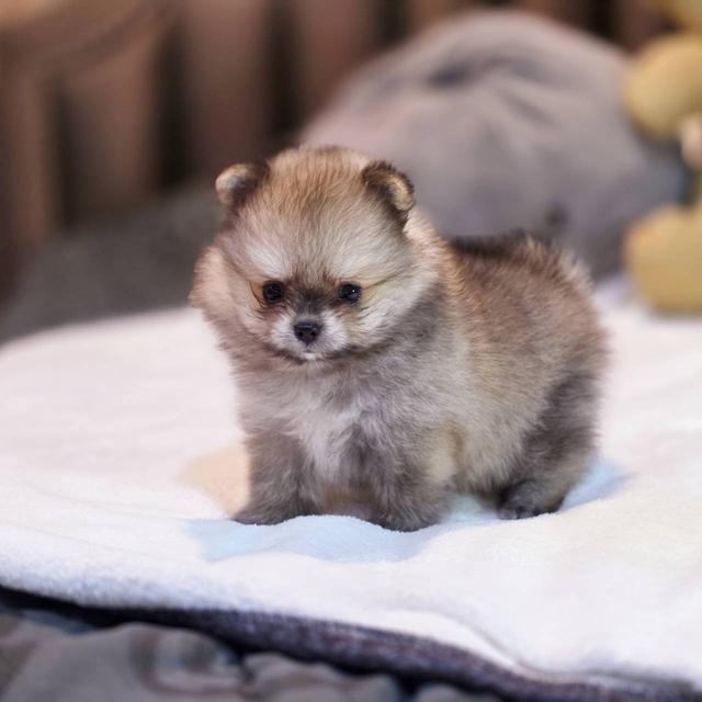 ปอมเมอเรเนียนแท้ ทีคัพ สีส้ม เมีย 9