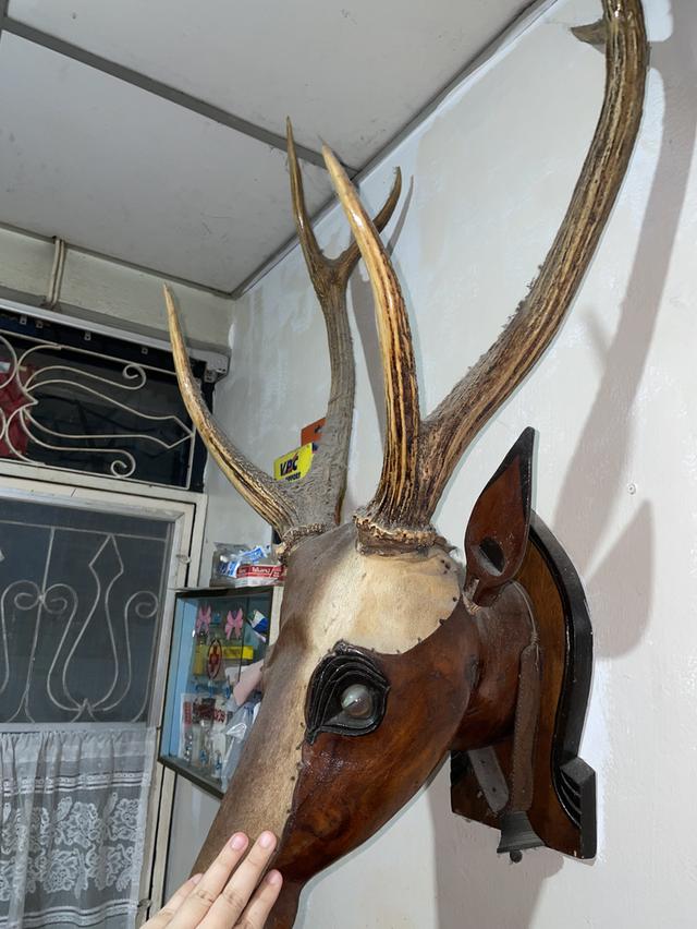 เขากวาง 2 คู่ ปี 1992 รูปที่ 3