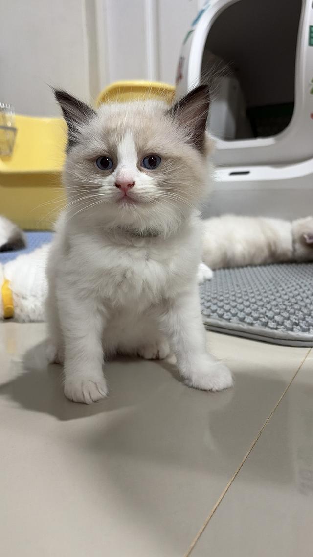 น้องแมวสายพันธุ์ Ragdoll เพศผู้ น้องรักขี้อ้อน เป็นมิตรกับทุกคน