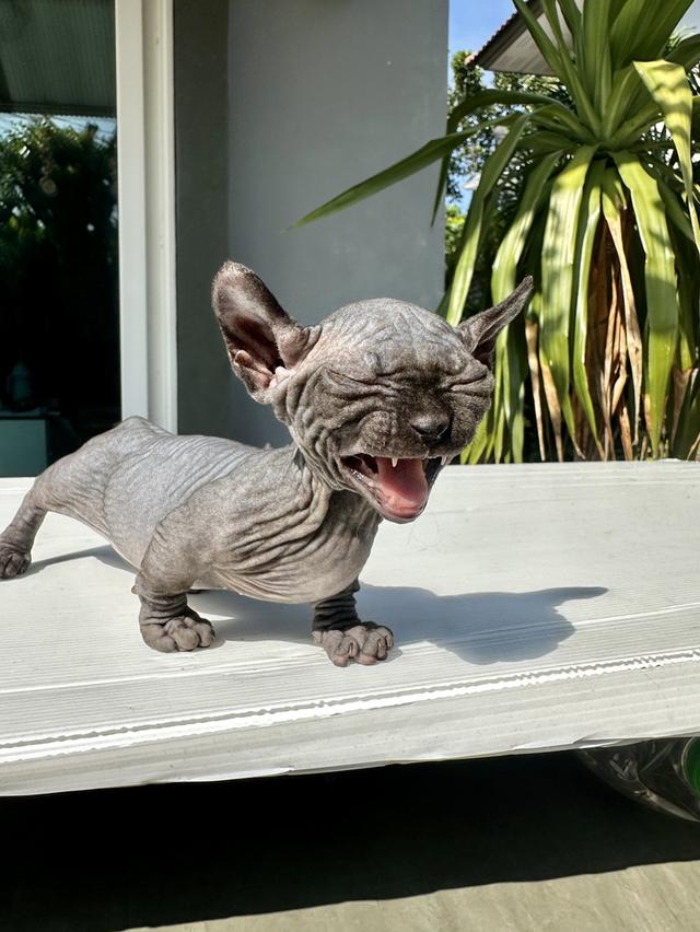 ดญ.สฟิงค์ Dwelf สีบลู 2