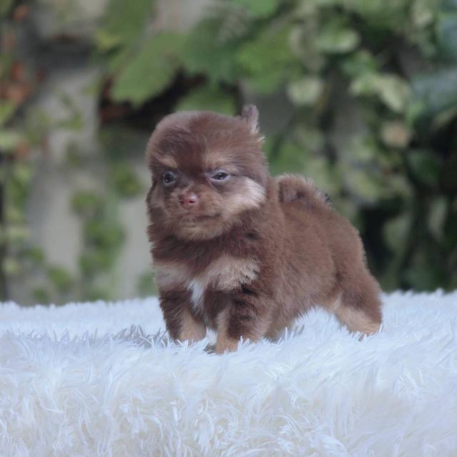 ชิวาวาแท้ ขนยาวสีช็อค ผู้ 3