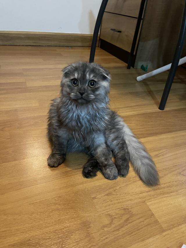 แมวขี้อ้อน(หญิง 3 เดือน)พร้อมย้าย