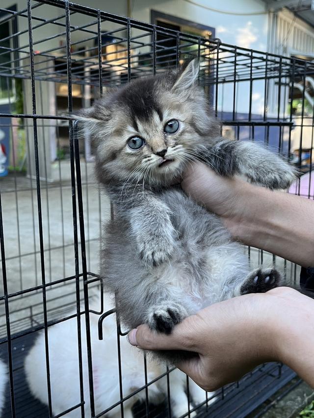 แมวเปอร์เซีย เพชรบุรี