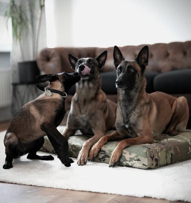 หาบ้านให้สุนัข Belgian Malinois ราคาดีมาก 3