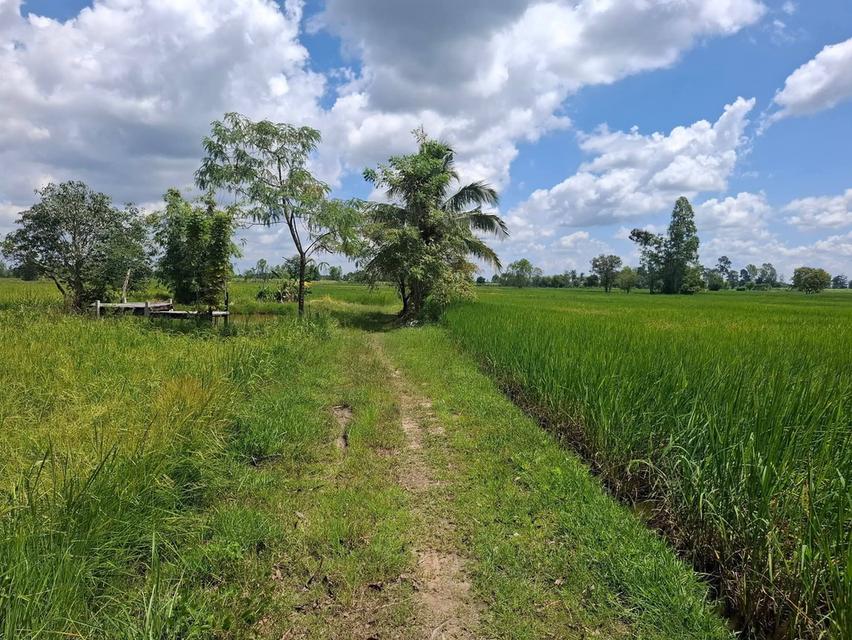 🔥🔥🔥 ด่วนที่สุด! ราคานี้มีแปลงเดียว 🔥🔥🔥 🌾 ขายที่นา-ที่สวน ทำเลดี ใกล้เทศบาลบ้านตาด 📍 ต.บ้านตาด อ.เมือง จ.อุดรธานี 📐 เนื้อที่ 3 ไร่ 2 งาน 77 ตร 1