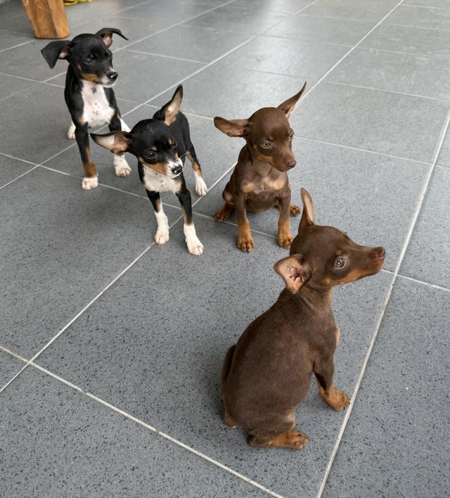 ลูกสุนัขพันธุ์มิเนเจอร์ (Miniature Dogs)