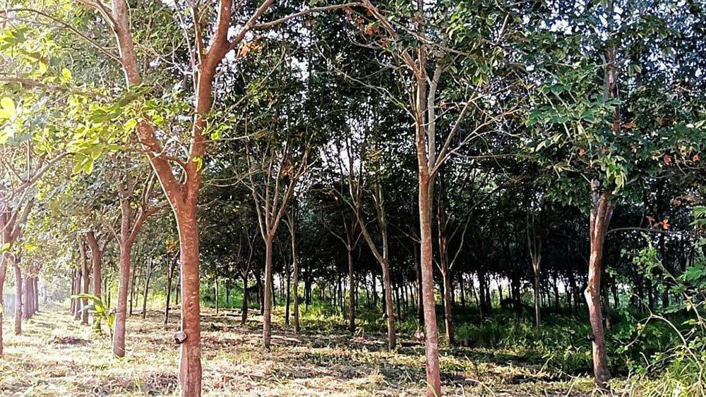 ขายที่ดินพร้อมสวนยางพาราพร้อมกรีด ที่สวย ราคาถูก ประจวบคีรีขันธ์ สนใจโทร 062 514 2291 4