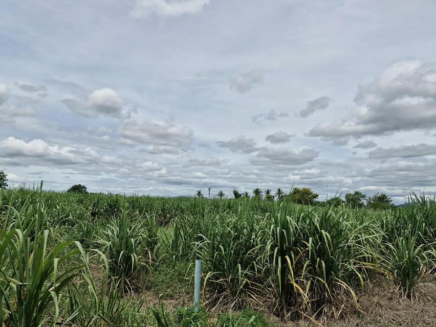 ขายที่ดิน23 ไร่2 งาน25 ตรว ครึ่ง 6