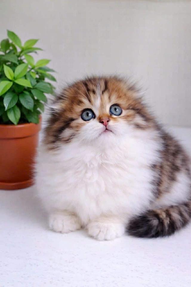 แมวมันช์กิ้น ขาสั้นมีชาย/หญิง เริ่ม25,000 รูปที่ 8