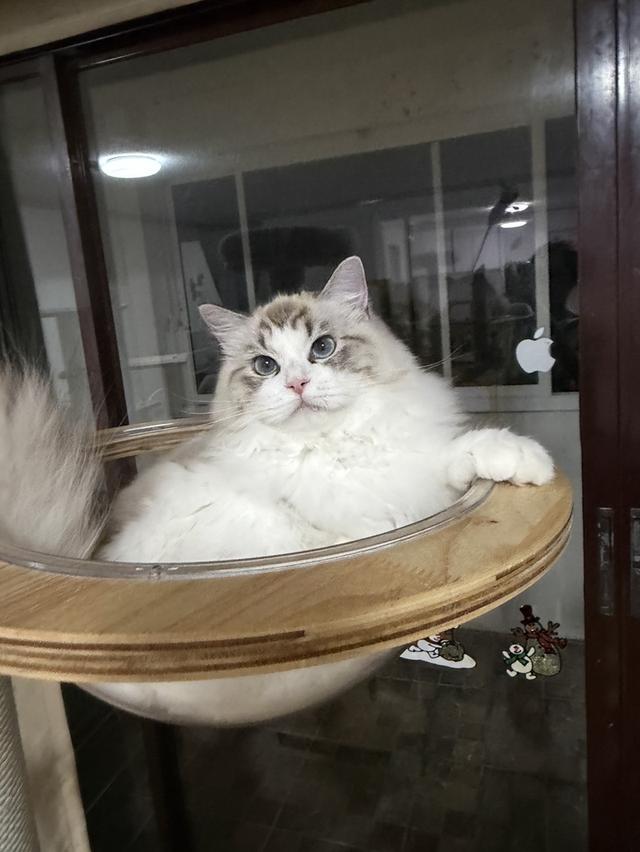 แมวแร็ดอลผู้หญิงอายุ7เดือน พร้อมจ้าย