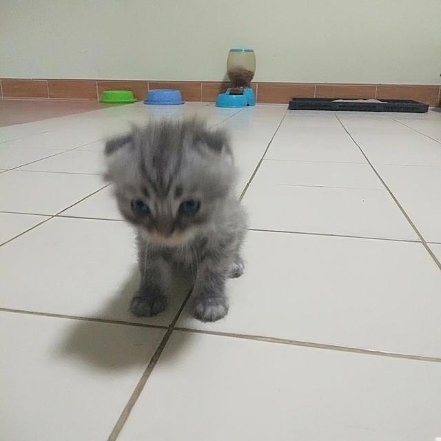 ขายลูกสก๊อตติด