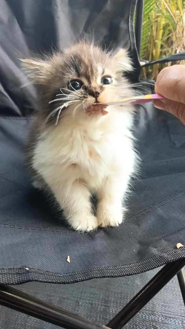 มัชกิ้นขาสั้นหญิงน้องอายุสองเดือนกว่าพร้อมส่งค่ะ 4