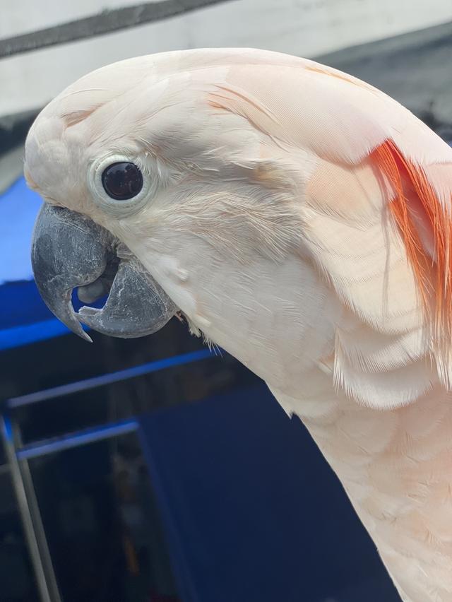 นกกระตั้ว มอลอคคั่น หาบ้าน ไม่มีค่าใช้จ่าย ขอคัดบ้าน