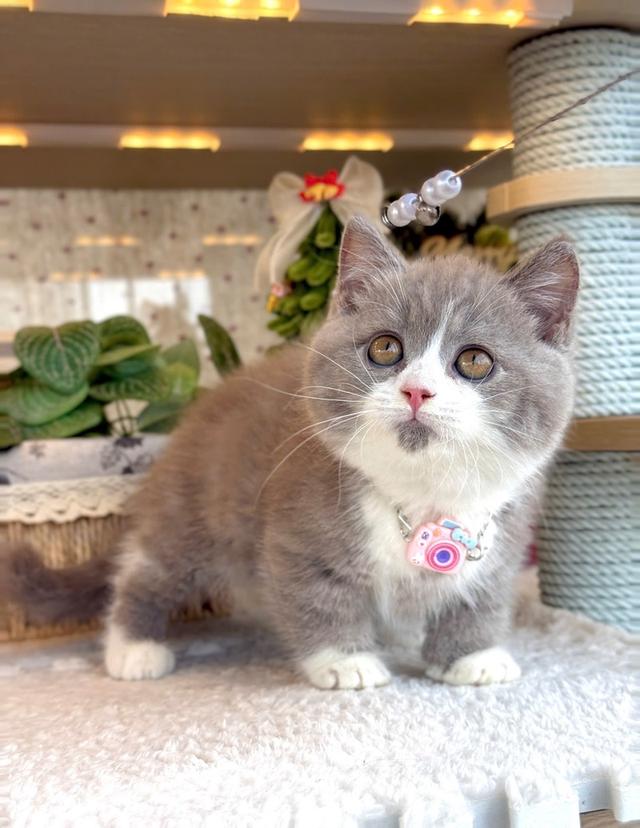 แมว มันช์กิ้นขาสั้นเด็กผู้หญิง