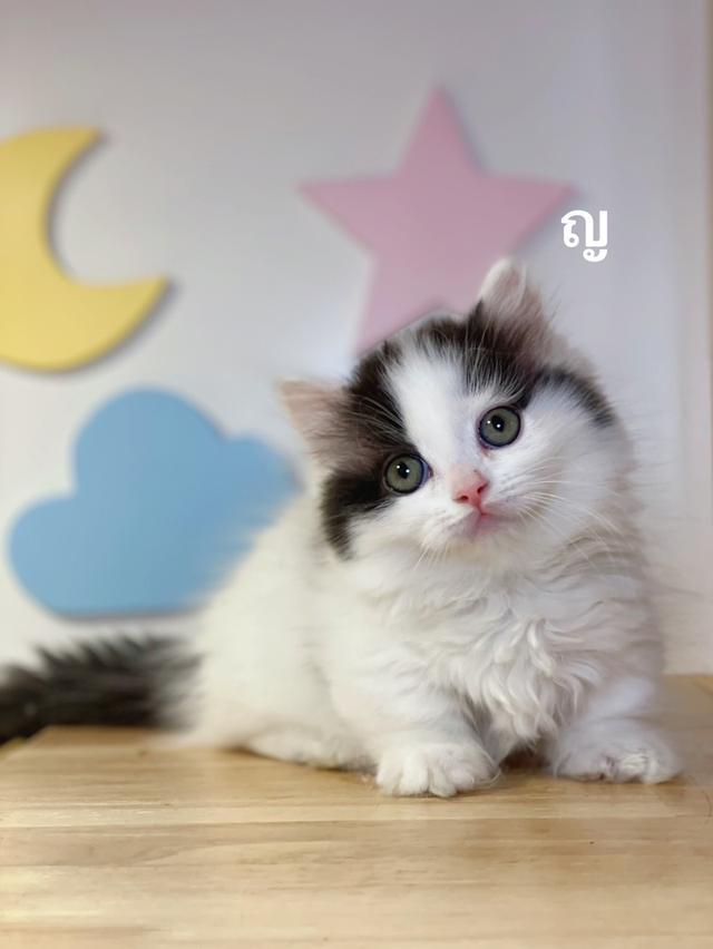 ลูกแมวมันช์กิ้นขาสั้น รูปย่อยที่ 2