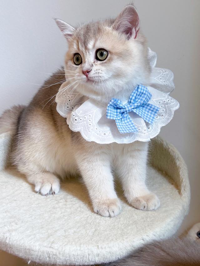 แมว British Shorthair รูปย่อยที่ 4