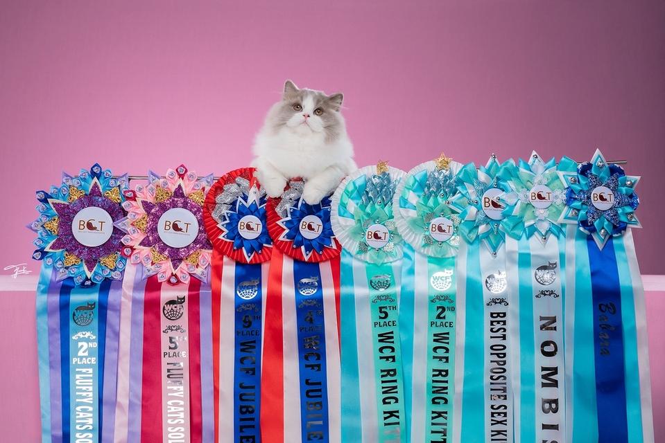 สาวน้อยบริติชลองแฮร์วัย9เดือน