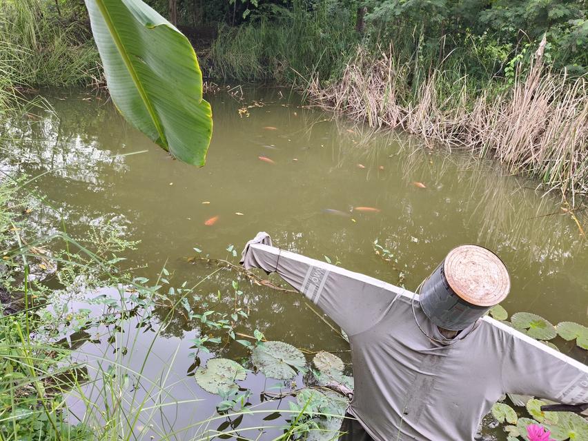 ขายที่ดิน 1 ไร่ พร้อมบ้านสวนขนาด 54 ตรม. 14