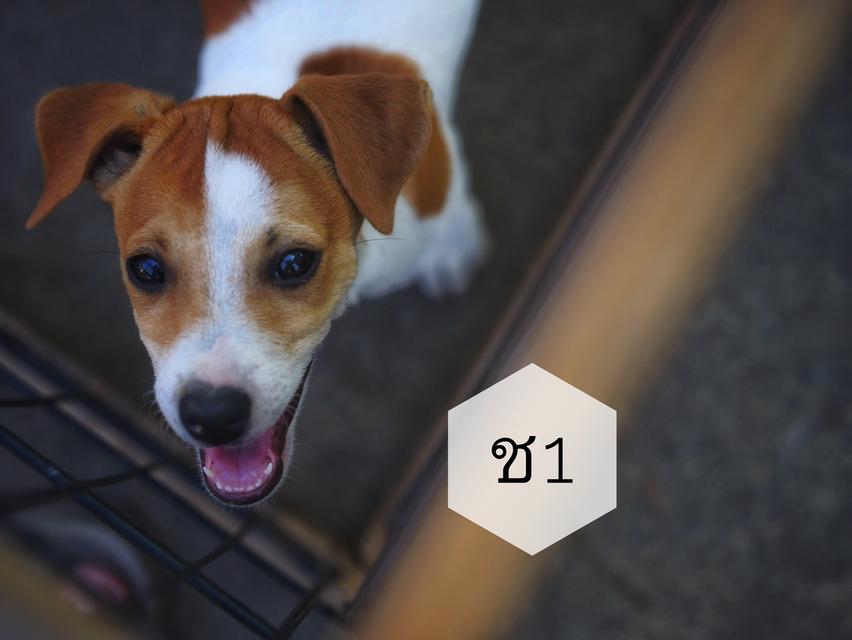 ลูกสุนัข Jackrussell