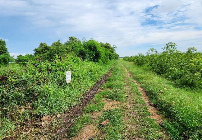 ขายที่ดิน 150 ตร.ว. บ้านระแหง ถนนปทุมธานี-ลาดหลุมแก้ว ระแหง ลาดหลุมแก้ว ปทุมธานี 6