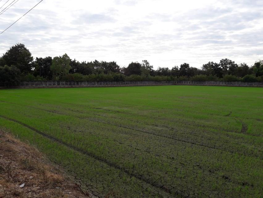 ที่ดินใกล้พระราชวังบางปะอินราคาเพียง 2800 บาทต่อตารางวา จังหวัดพระนครศรีอยุธยา 6