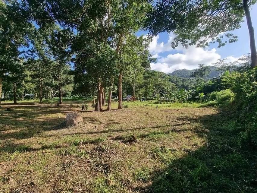 ขายที่ดิน กะทู้ ภูเก็ต 1