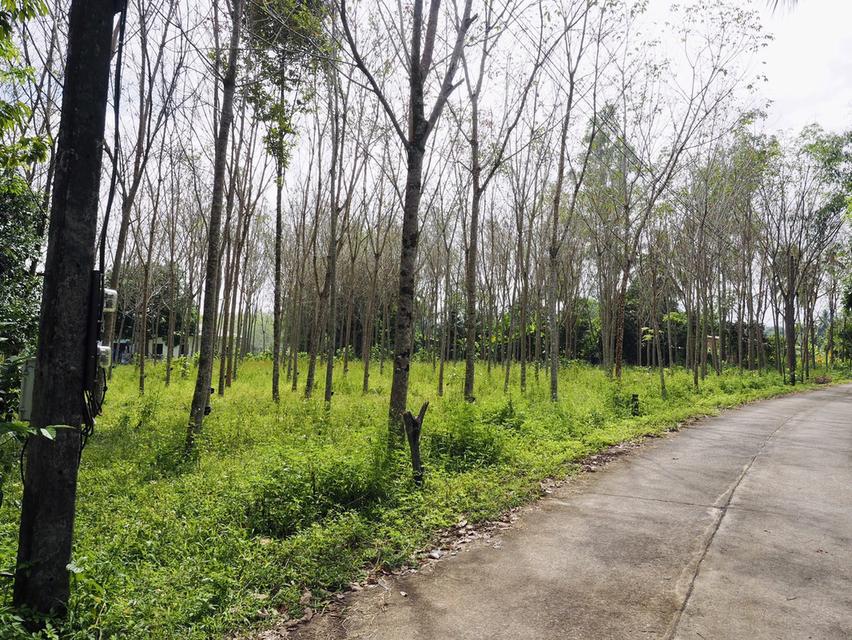 ขายที่ดินทำเลดี ต.บางม่วง อ.ตะกั่วป่า จ.พังงา 3