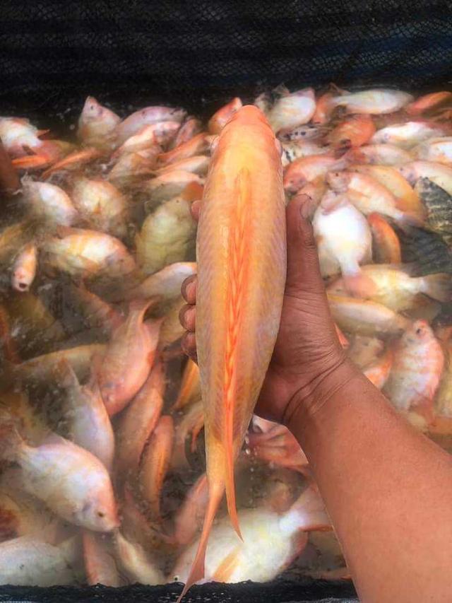 ขายปลาทับทิม  ราคาถูกๆ