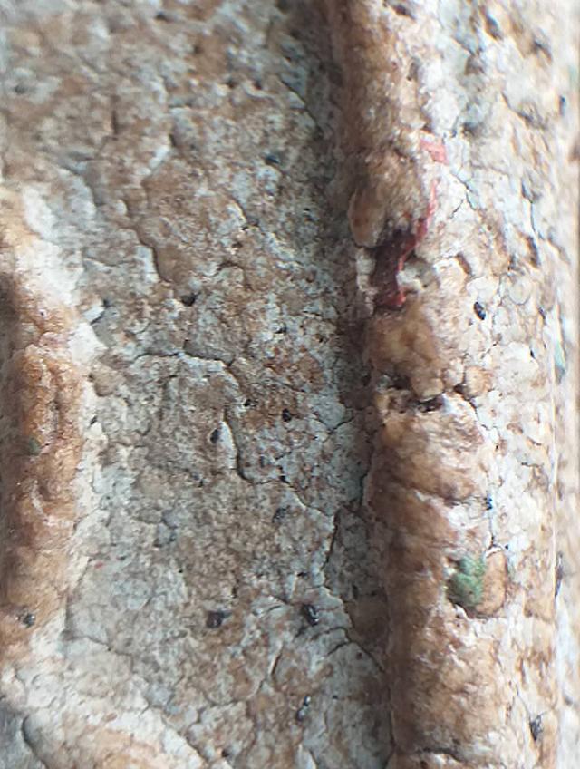 พระสมเด็จวัดระฆังฯ,พิมพ์เกศทะลุซุ้ม. รูปที่ 13