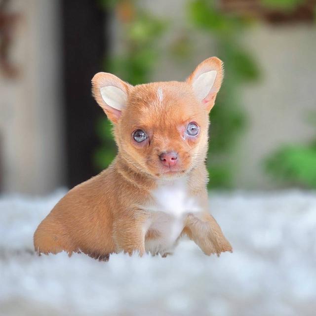 ชิวาวาแท้ เพศเมีย ขนสั้น รูปที่ 2