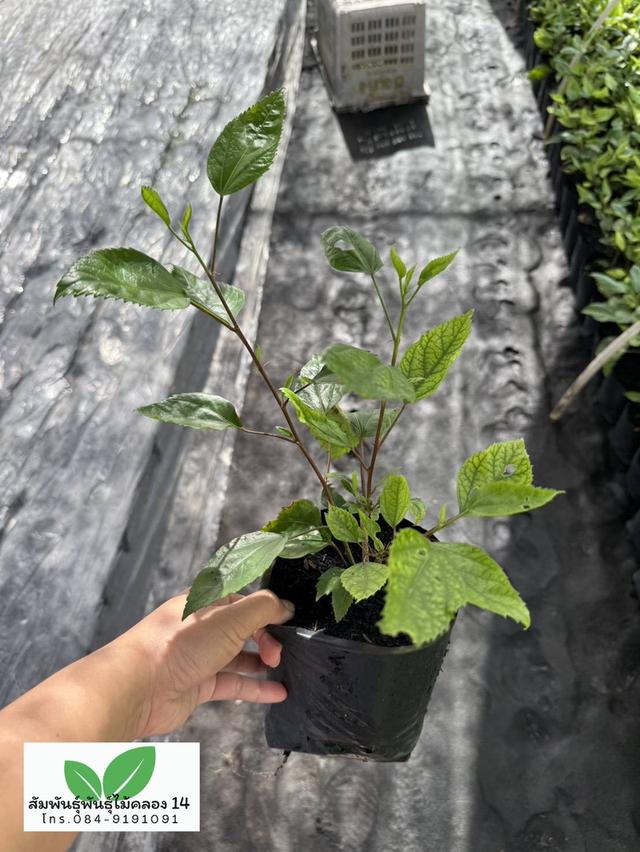 ชบาหนู ต้นชบาหนู
