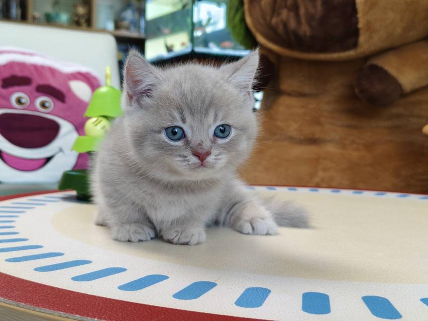 แมวขาสั้น Munchkin short leg chiangmai รูปที่ 11