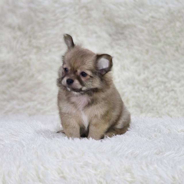 ชิวาวาแท้ ขนยาว เพศเมีย พร้อมย้ายบ้าน 7