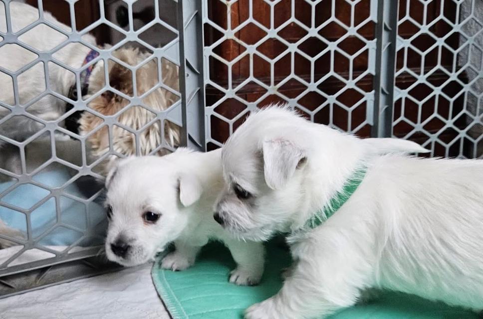 ลูกหมา West Highland White Terrier สินสอดเบาๆ 8