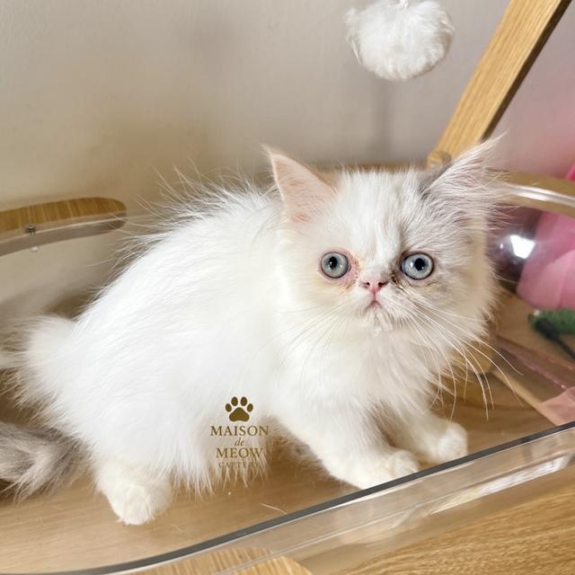 เปอร์เซียแท้ พร้อมย้าย เด็กชายเด็กหญิง รูปที่ 5