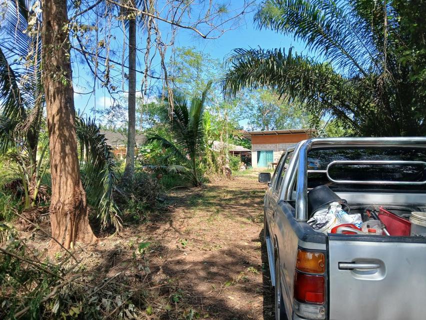 ขายที่ดินเปล่าโฉนด 1 งาน 14 ตร.ว. อยู่ในชุมชน ต.นาชะอัง อ.เมืองชุมพร ห่างศาลากลางจังหวัดเพียง 3 กม. ที่เนินปลอดภัยจากน้ำท่วม เจ้าของเองครับ 7