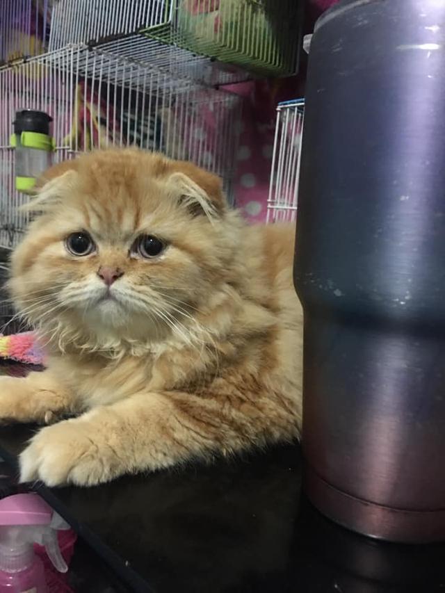 แมว สก๊อตติช-โฟลด์สีส้ม