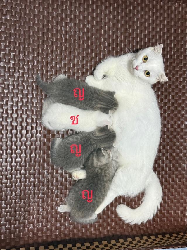เปิดจองแมวขาสั้น
