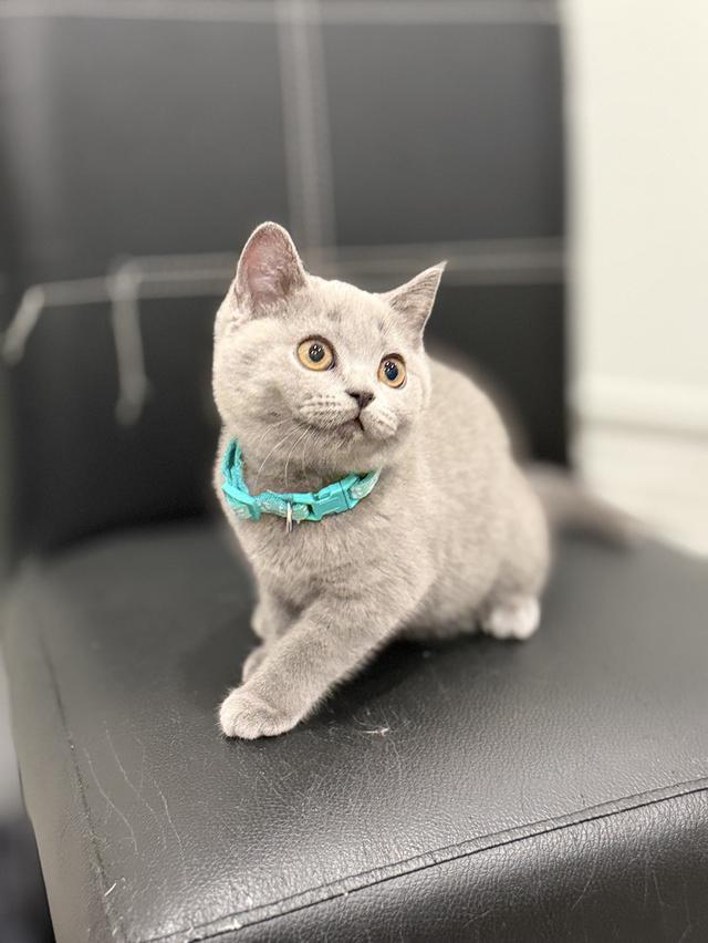 บริติช ช็อตแฮร์ สีบลู รูปที่ 5