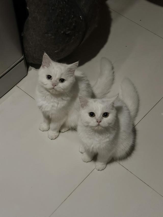 แมวแฝด 2 ตัว เปอร์เซีย - บริติช รูปที่ 2