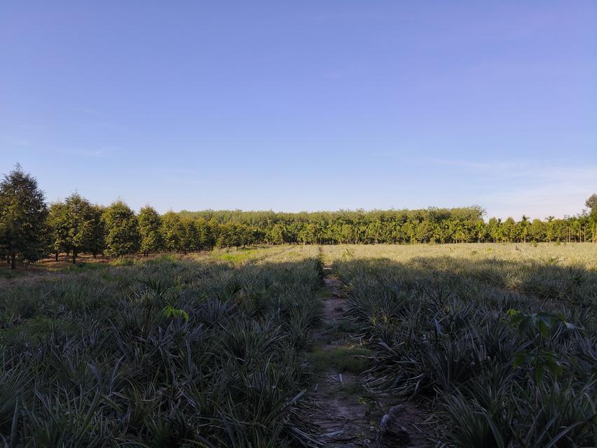 ( ด่วน )ขายที่ดิน อ.แกลง ระยอง ยกแปลง เนื้อที่ 5 ไร่ - 68.5 ตารางวา 9