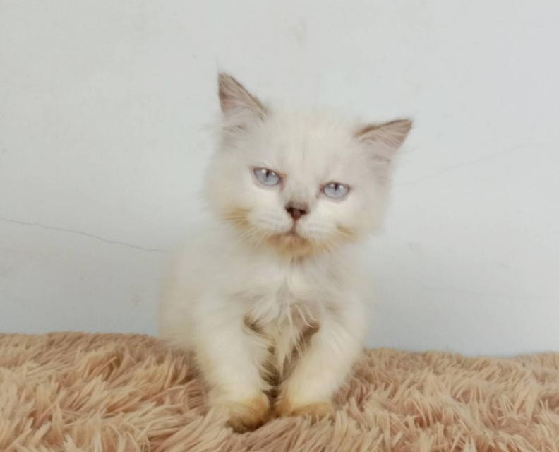 5.แมวมันช์กิ้น/เพศเมีย หาบ้าน Munchkin Cat/Female looking for a new home