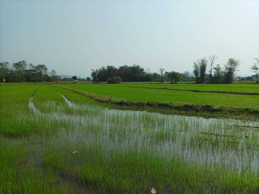 ขายที่ดิน 16ไร่1งาน ต.สง่าบ้าน อ.ดอยสะเก็ด จ.เชียงใหม่ 7