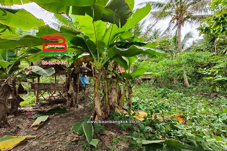 ที่ดินเปล่า ท่านัด-ดำเนินสะดวก เนื้อที่ 137 ตร.ว (ใกล้โรงพยาบาลส่งเสริมสุขภาพตำบลท่านัด) ตำบลท่านัด อำเภอดำเนินสะดวก จังหวัดราชบุรี 5